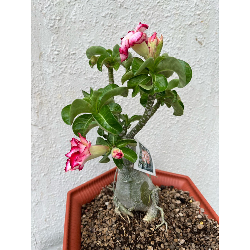 Taiwan mini adenium 天堂鸟heaven bird | Shopee Singapore