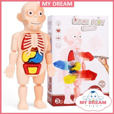 Kids Montessori 3D Puzzle Human Body Anatomy Model Learning Organ ...
