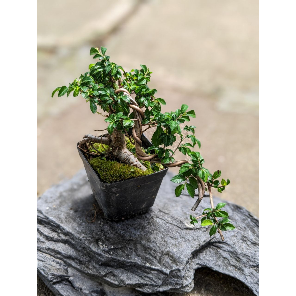Chinese Elm Mini Bonsai Beautiful and Exotic Bonsai Tree Plant