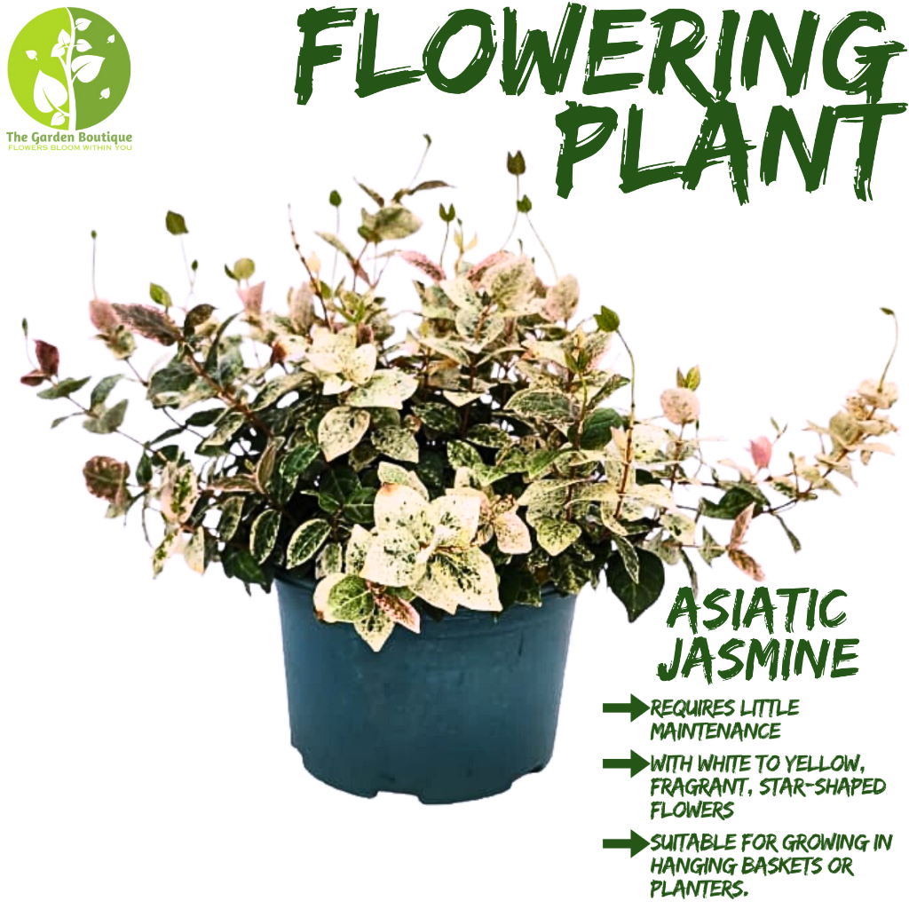 [Local Seller] Asiatic Jasmine Flowering Houseplant Indoor Plant