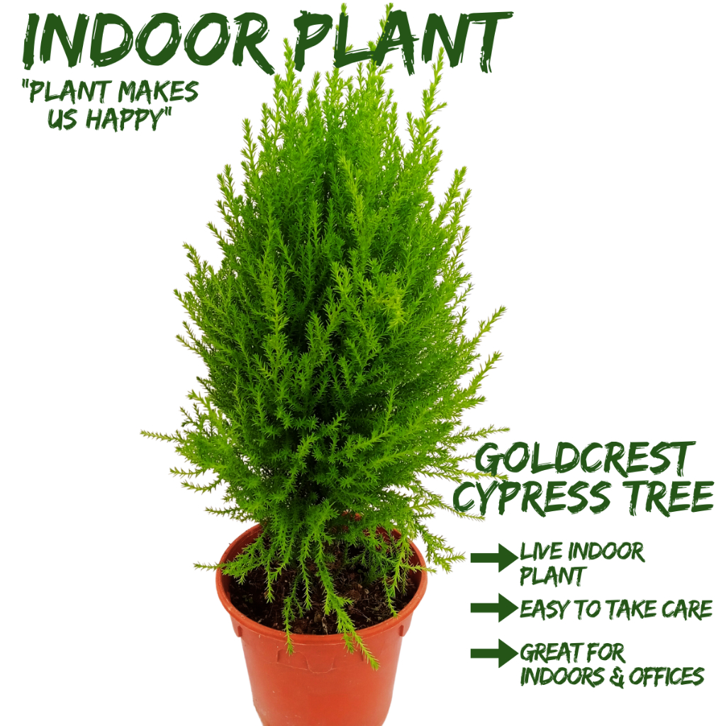 [local Seller] Goldcrest Cypress Tree Houseplant Indoor Outdoor Plant 