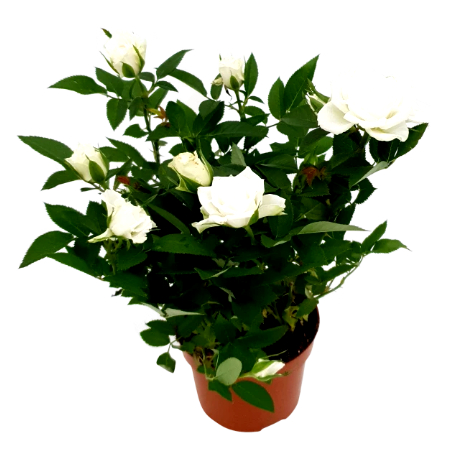 Miniature Rosa Rose, Mini Rose Baby White (0.4mH, in pot of 10.5cm ...
