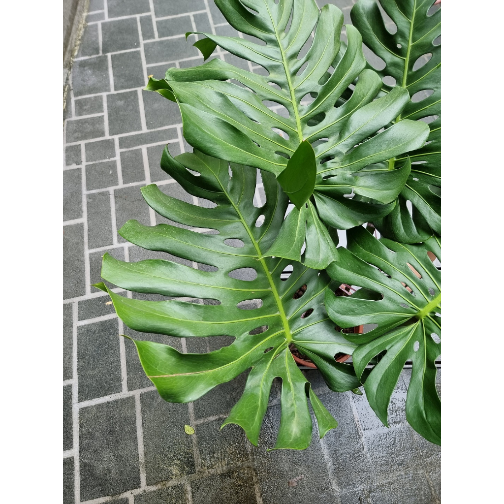 Monstera Deliciosa (XL) [REAL PLANT] #supportlocal | Shopee Singapore