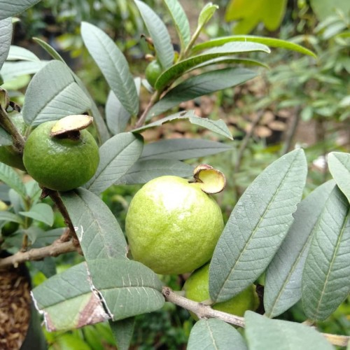 Buy Plant mini At Sale Prices Online - June 2026 | Shopee Singapore