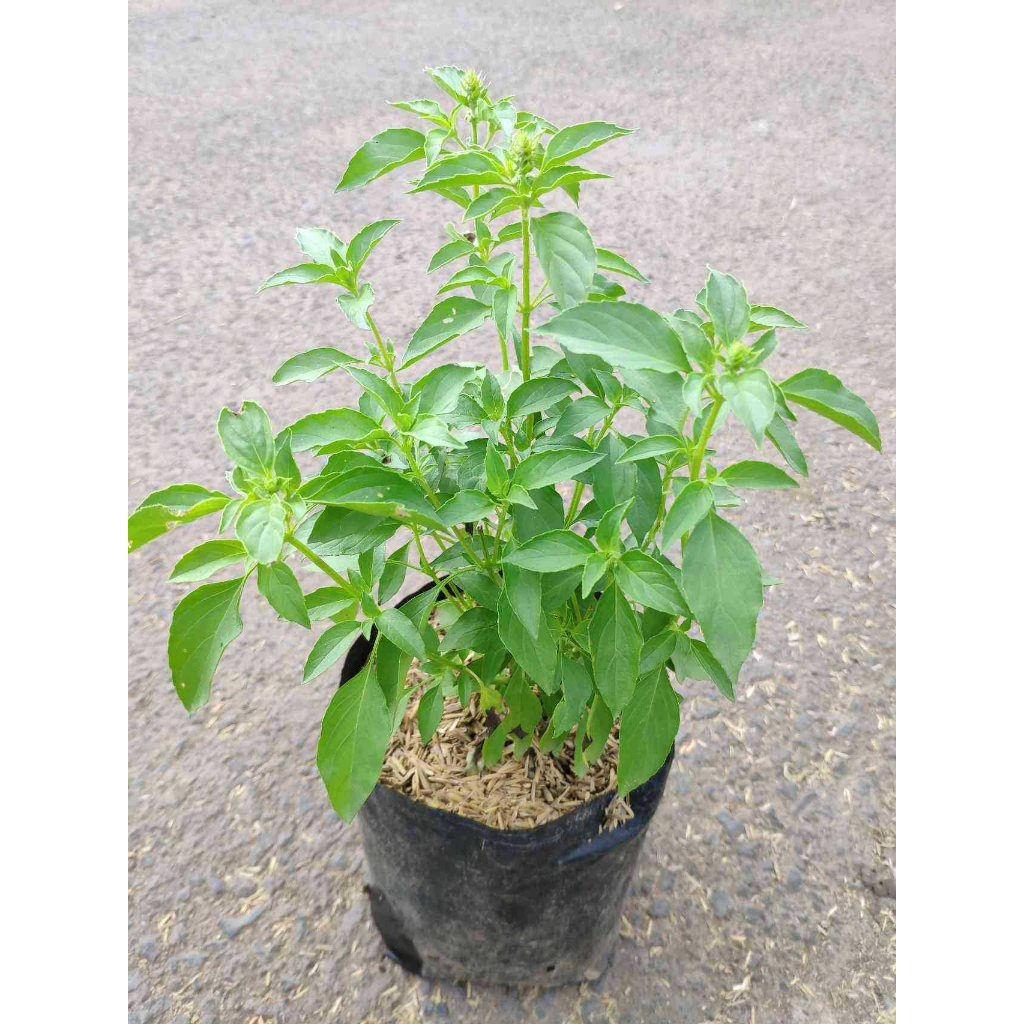 Kemangi / Indonesian Basil / Ocimum Basilicum - herbs plants - Garden ...