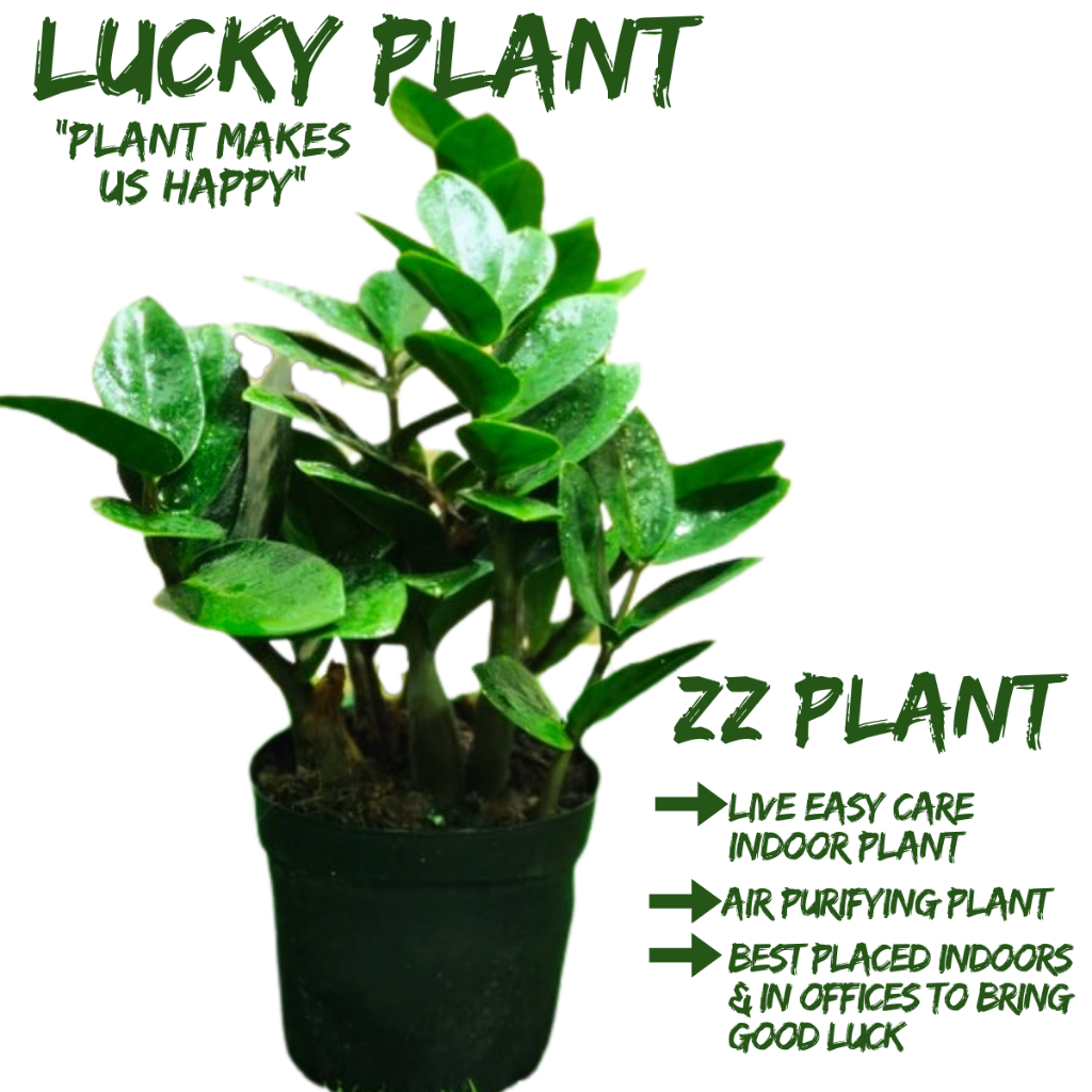[Local Seller] Zamioculcas zamiifolia ZZ Plant Lucky Plant Indoor Plant