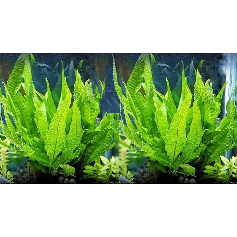 (Live Underwater Plant) Java Fern on Driftwood // Microsorum pteropus ...