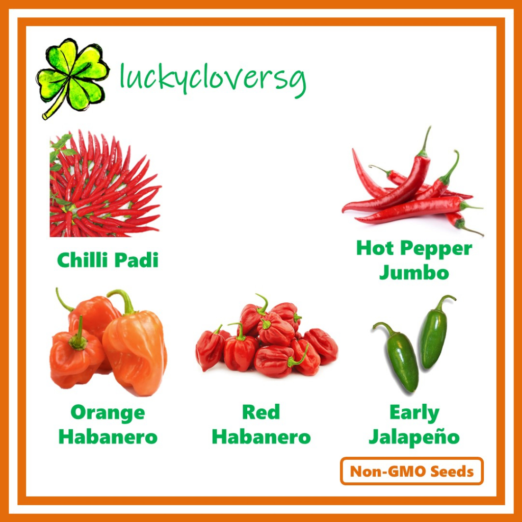 Hot Pepper Jumbo / Chilli Padi / Habanero / Jalapeño - *Seeds from SG ...