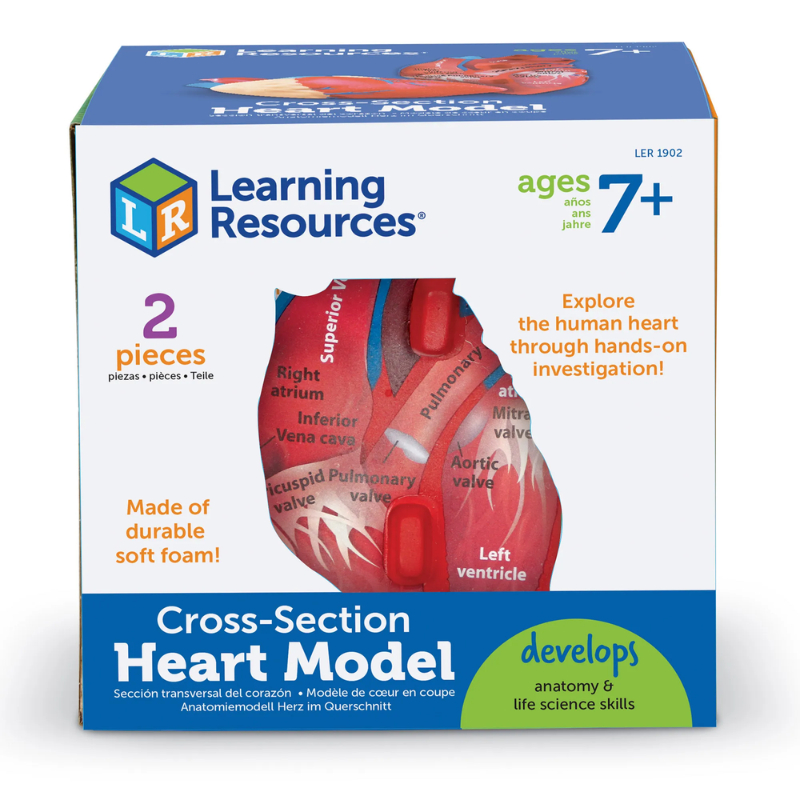 Learning Resources LER1902 Cross Section Human Heart Model Hands On ...