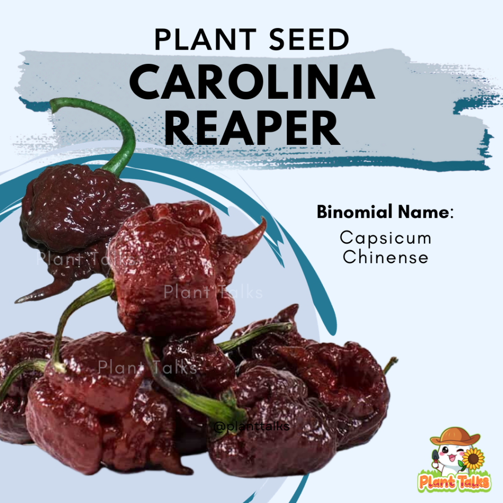 Plant Talks Chocolate Carolina Reaper Plant Seed Hottest Pepper in the World Chill Capsicum