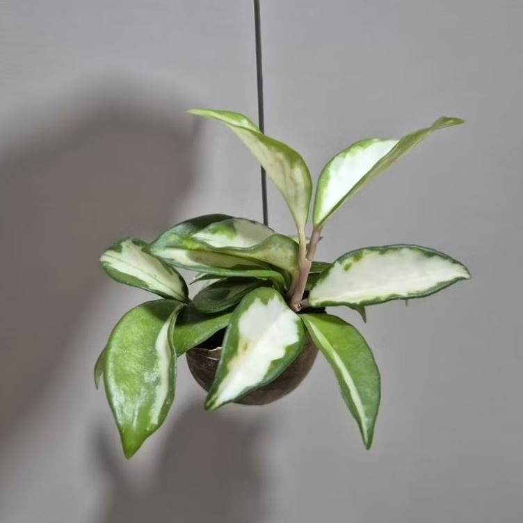 hanging plant Crimson princess Hoya in snail shell pot. hanging plant ...