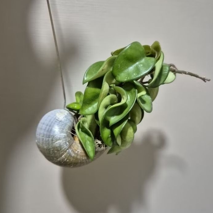 Hoya Compacta Elevate hanging plant snail shell pot (without soil ...