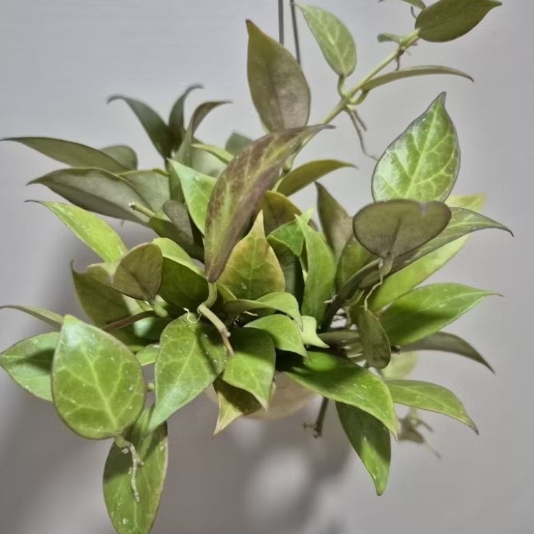 Hoya sunrise in hanging snail shell pot, fragrant flowers | Shopee ...