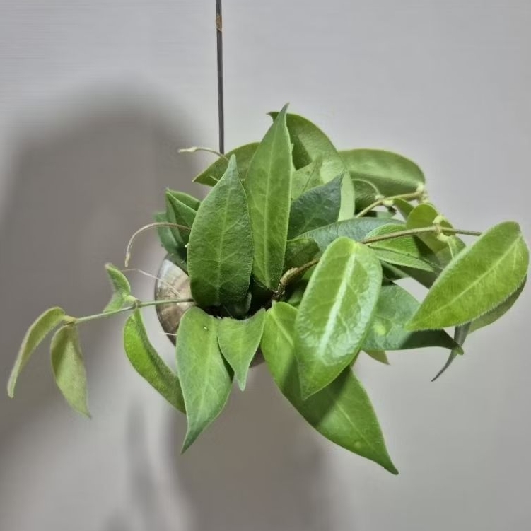Hoya Patella Pink flowers in hanging snail shell pot | Shopee Singapore