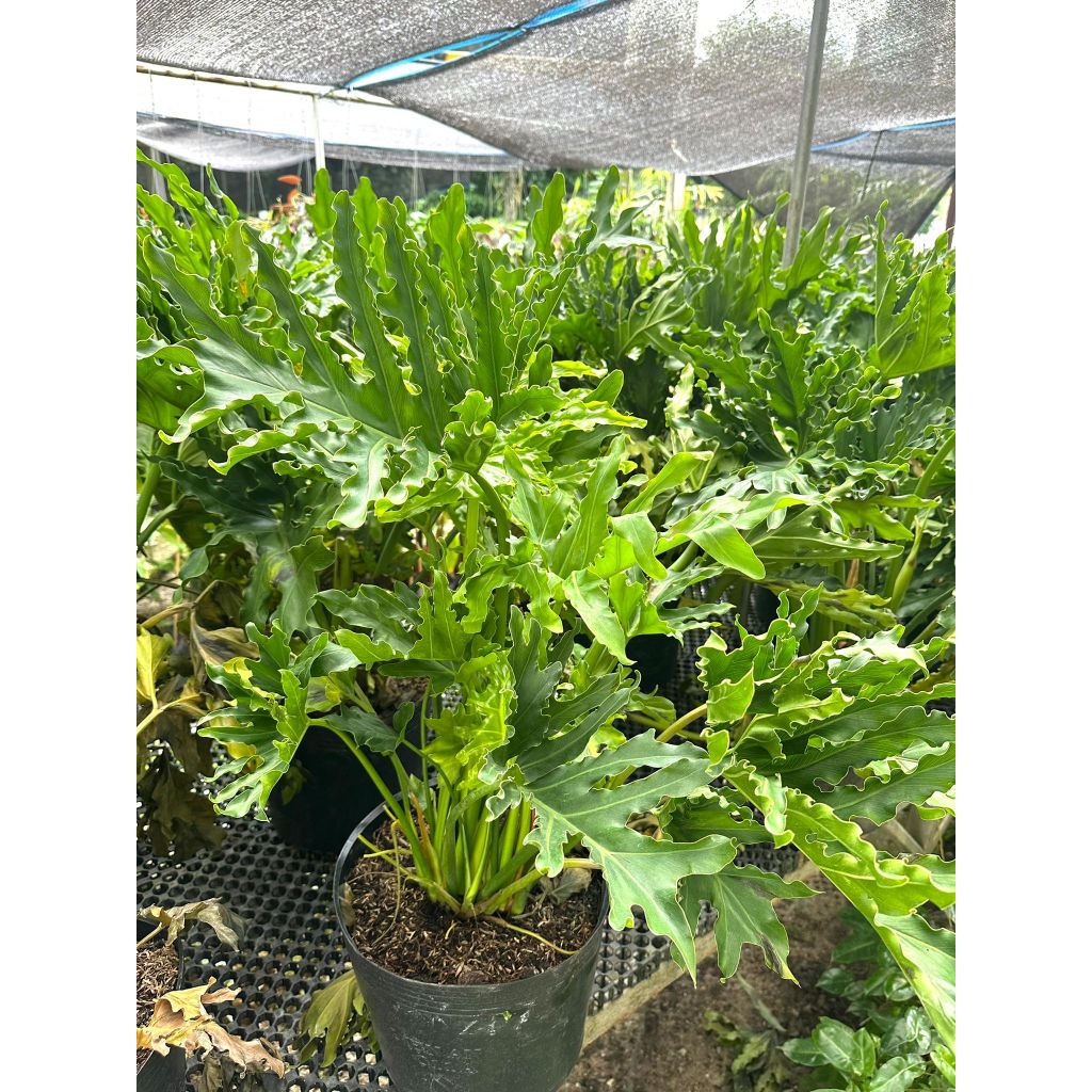 thaumatophyllum-bipinnatifidum-philodendron-bipinnatifidum-indoor