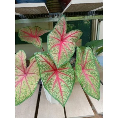 Buy caladium Products At Sale Prices Online - October 2026 | Shopee ...