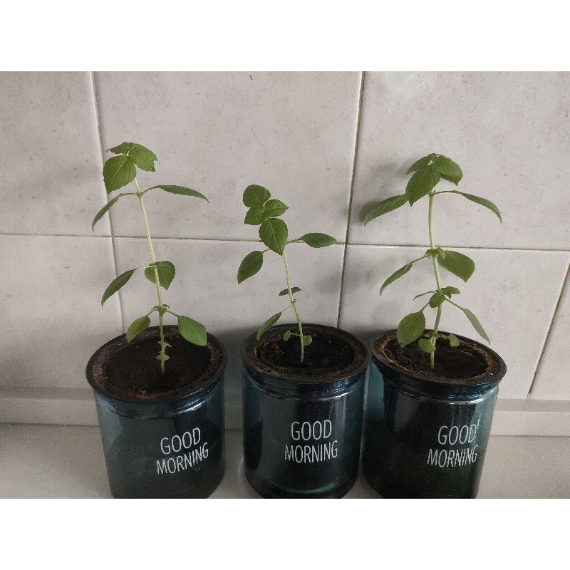 home organic lemon basil in self watering pot, self collect at