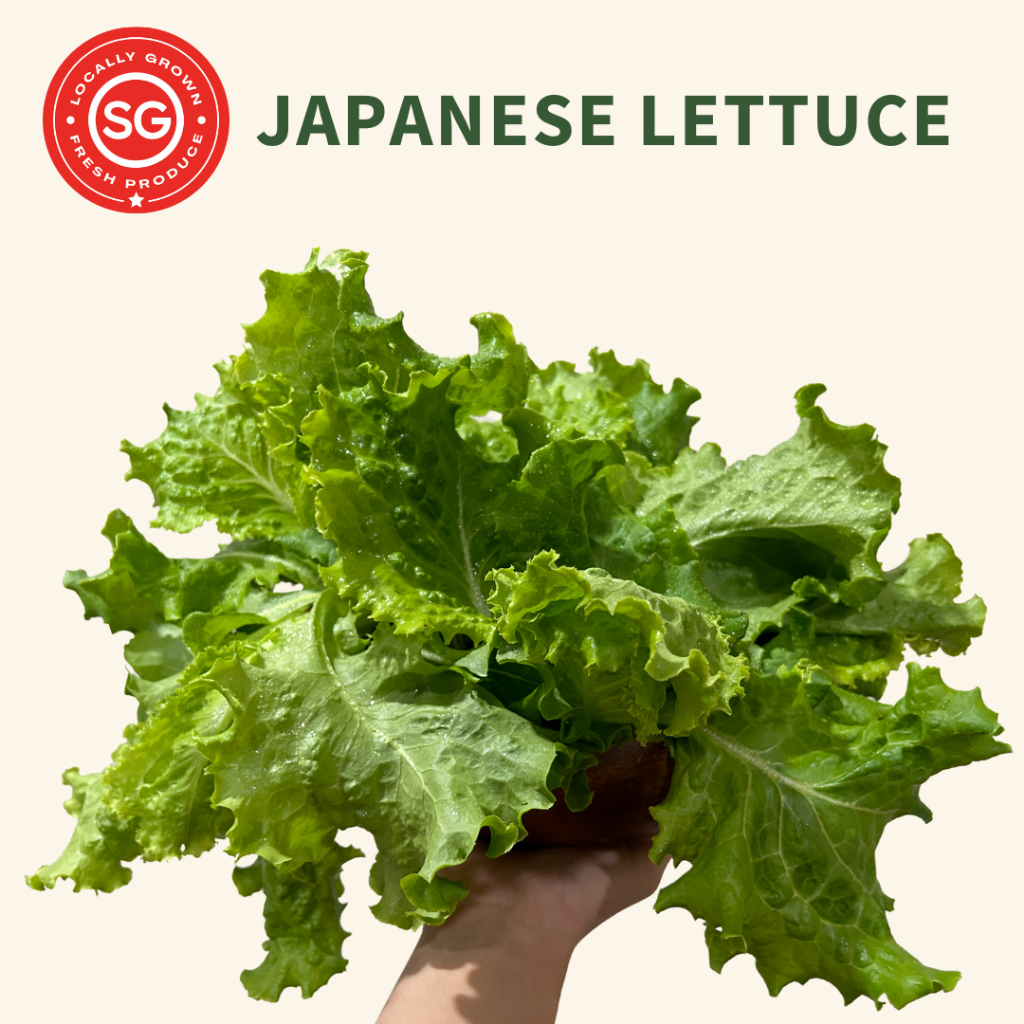 [Farm Fresh] Green Japanese Lettuce (Pesticide & GMO Free) Shopee