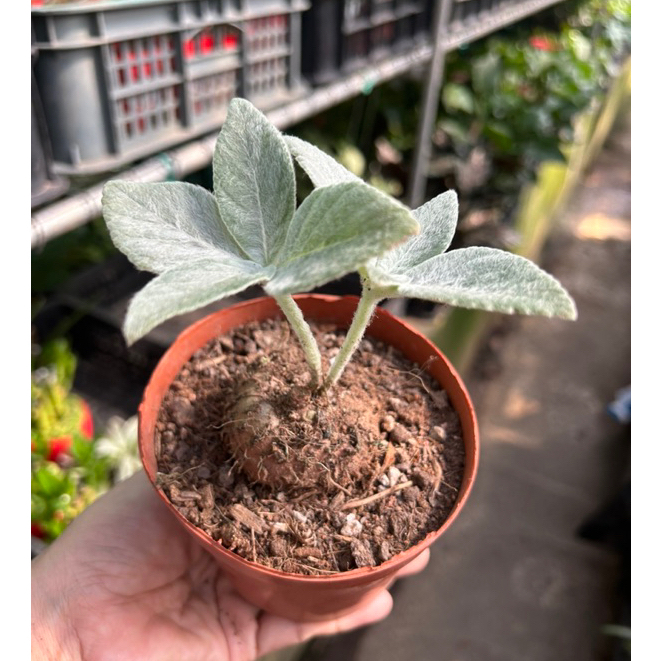 Sinningia leucotricha (Brazilian Edelweiss) (Small) with Flaws