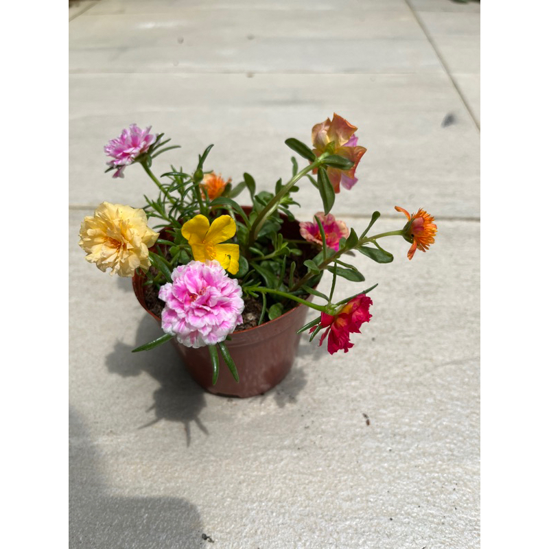 🇸🇬 Portulaca grandiflora (polypetalous)/ Japanese/ Moss rose live