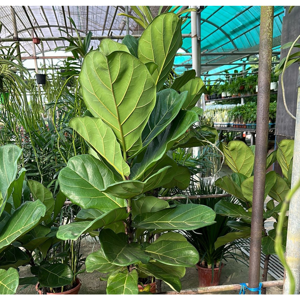 Ficus Lyrata (1m) | Shopee Singapore