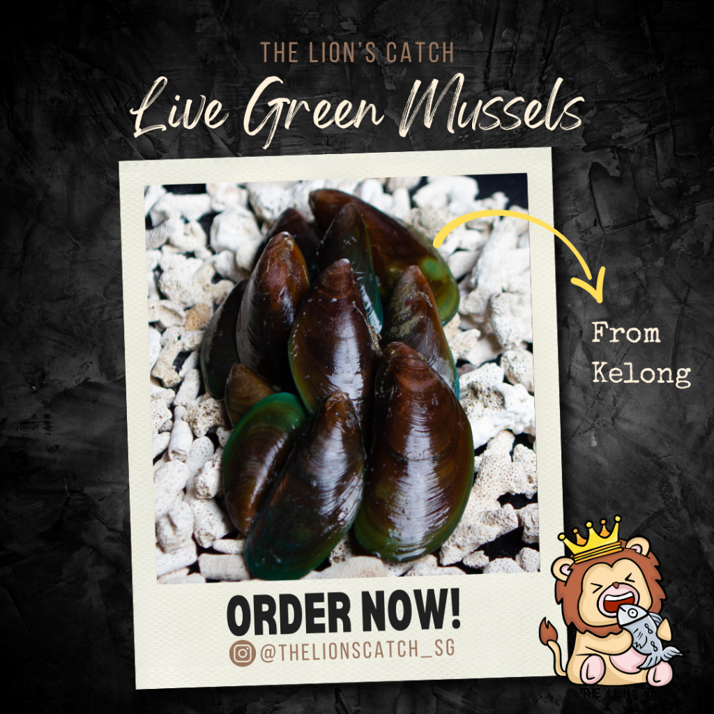 GREEN MUSSELS (LIVE FROM KELONG) Shopee Singapore