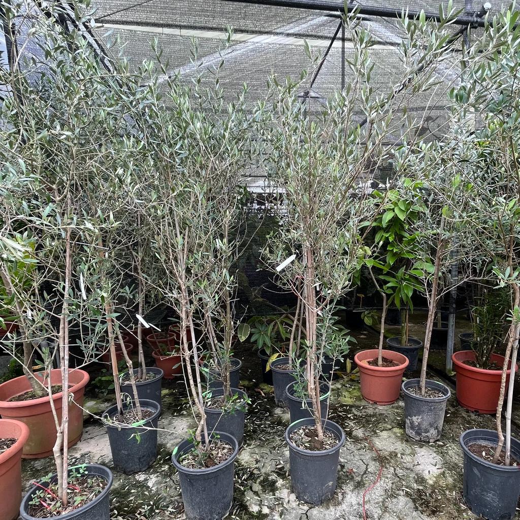 Olea Europaea Olive Tree 5ft Tall Supplied in a 3/4 Litre Pot main image 1