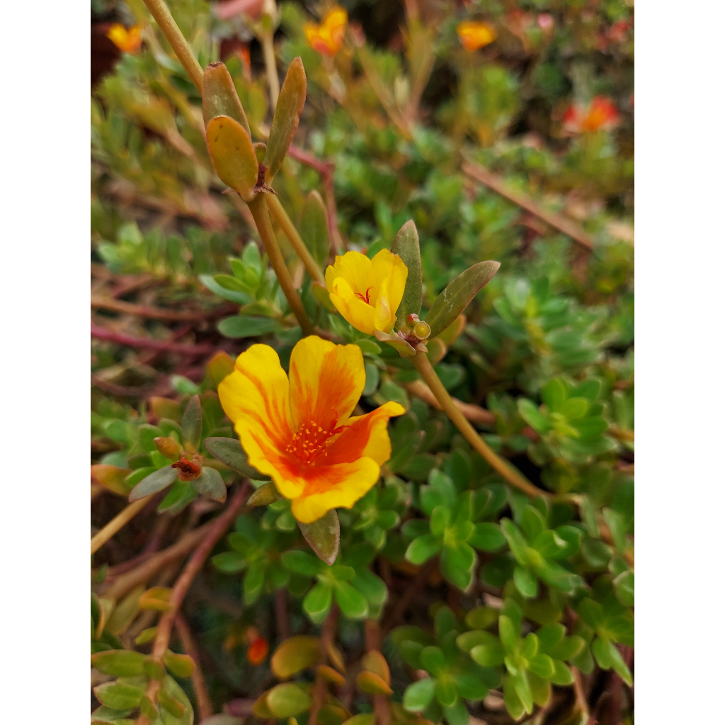 Portulaca Grandiflora Japanese Rose Indoor House Home Potted Plant