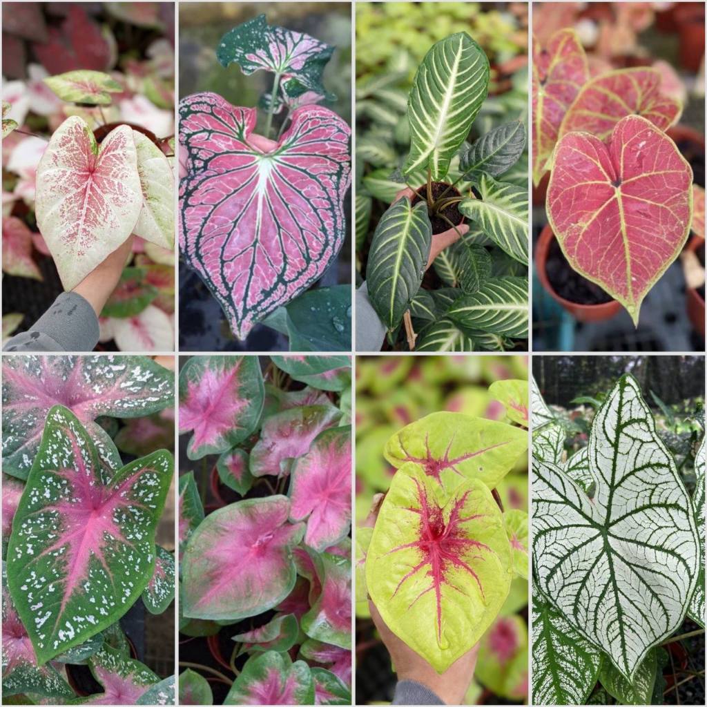 [Various Breeds] Caladium - Pretty and Easy Care House Plant | Shopee ...