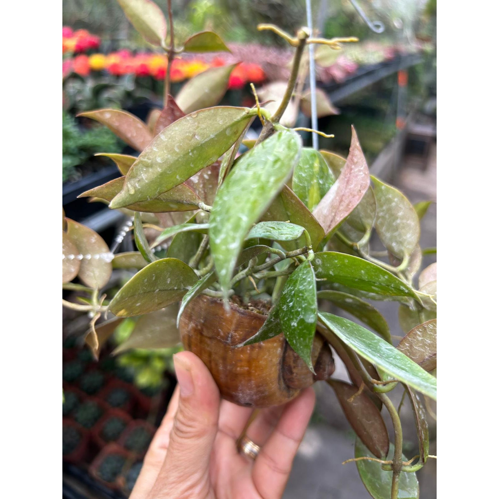 Hoya Sunrise in Hanging Snail Shell *Houseplant* | Shopee Singapore