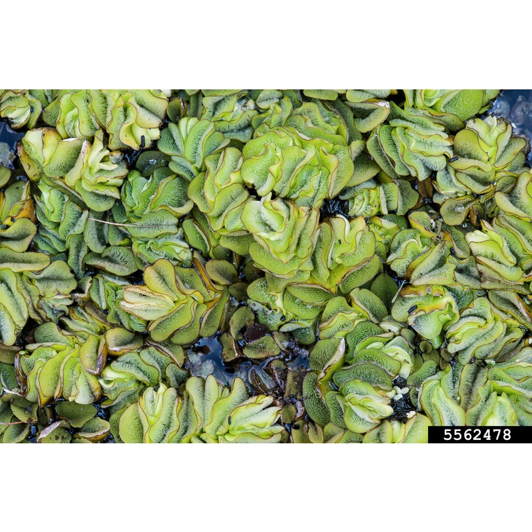 Live Floating Aquarium Plants Combo – Dwarf Water Lettuce, Amazon Frogbit, Azolla, Red Root – Buy 2 Get 1 Free