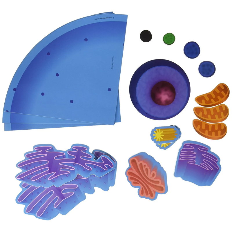 Learning Resources LER6039 Giant Magnetic Animal Cell | Shopee Singapore