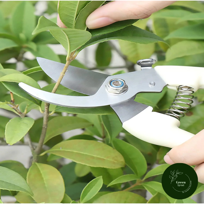 Straight Blade Stainless Steel Pruning Shears Scissors By Green Sprout