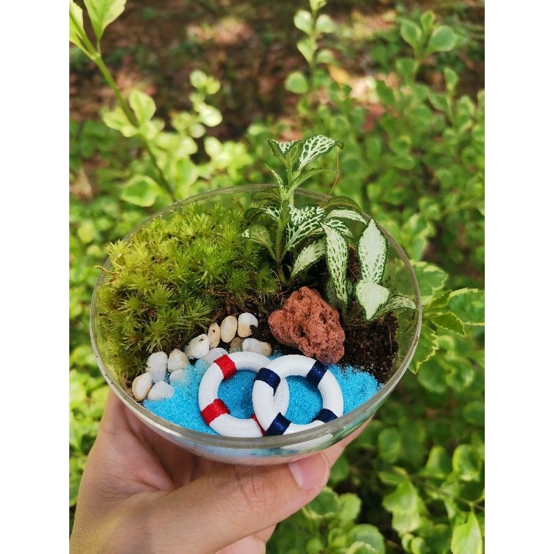 DIY TERRARIUM KIT | Shopee Singapore