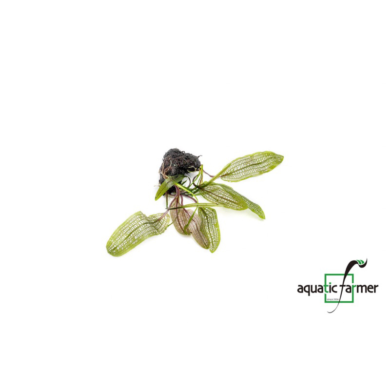 [SG READY STOCKS Live Aquatic Plant] Aponogeton Madagascariensis by ...