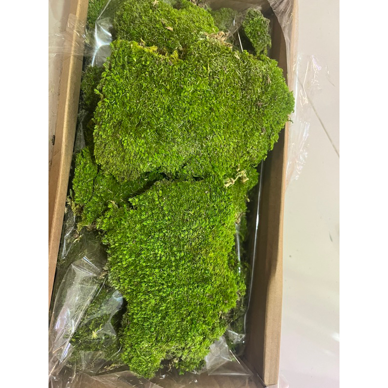 Preserved moss high quality holland moss | Shopee Singapore