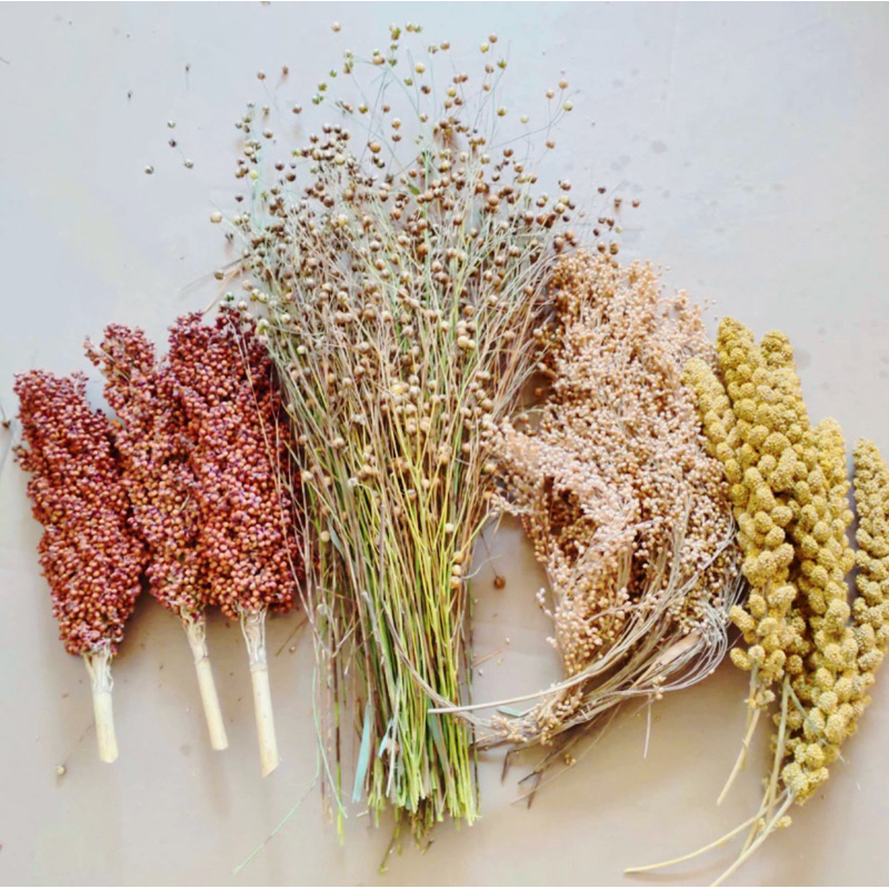 Hamster food. Natural flaxseed ear. Natural oat ears. Natural millet