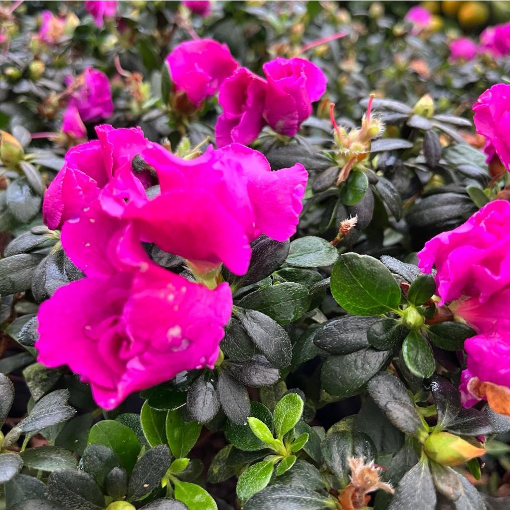 Bundle Of 2 - Azalea Indica Assorted Colour (0.2m) | Shopee Singapore