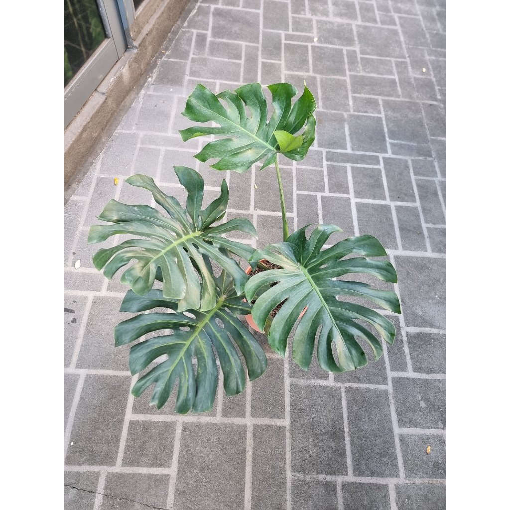 turtle planter for succulents Turtle Planter