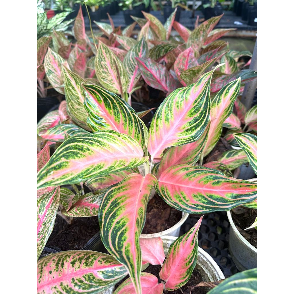 house plants peperomia Peperomia Watermelon