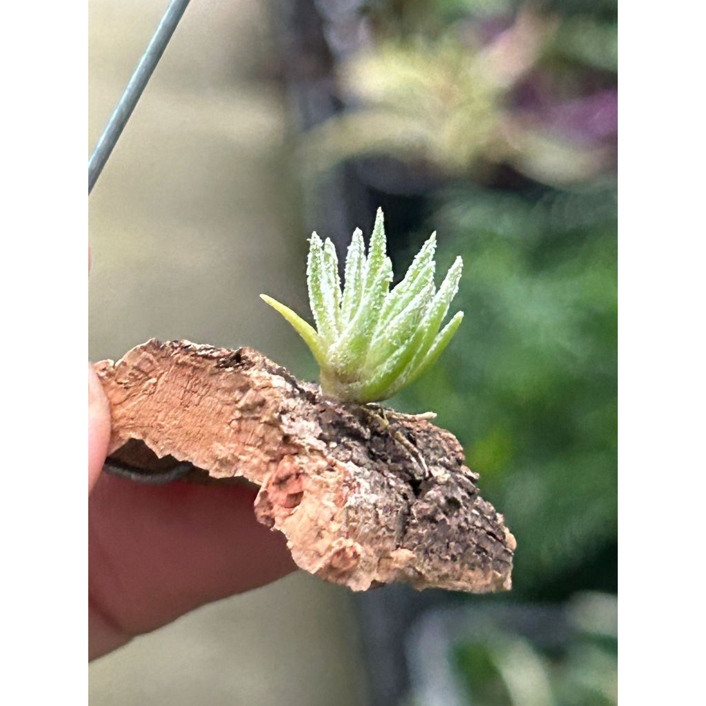 ＫＮ ティランジア シーケニー（TILLANDSIA THIEKENII） 0.8Ｍ以下 - 観葉植物