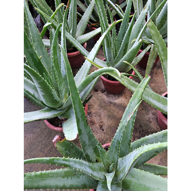 Aloe Vera Plant House Home Indoor Potted Plant | Shopee Singapore