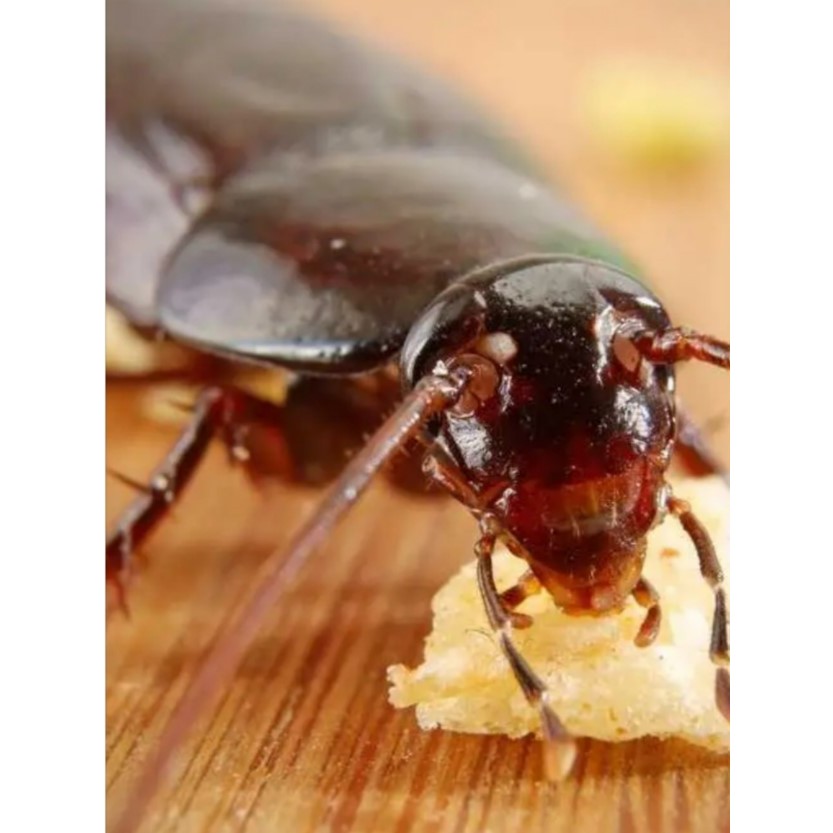 [SG SHOP SELLER] Golden Hammer Cockroach Gel / 30G / Non-toxic / Food ...