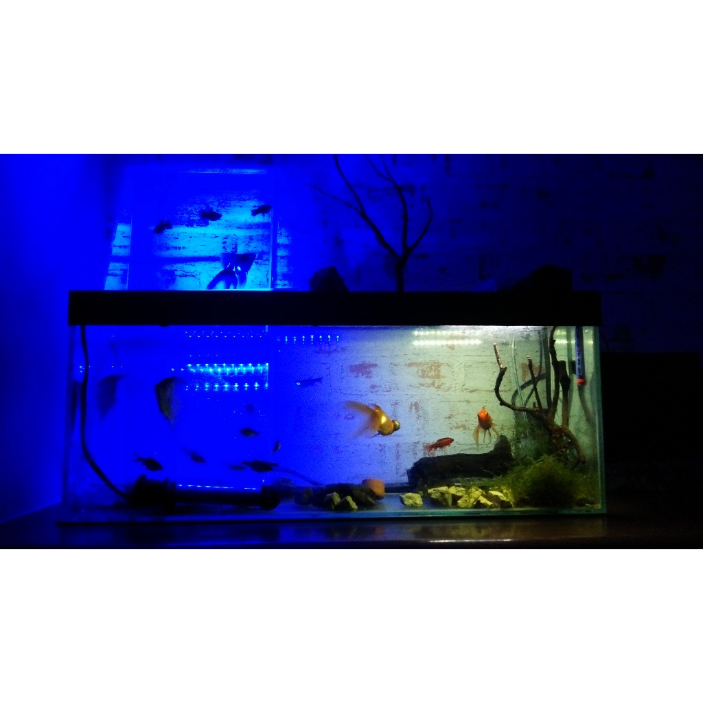MOAI aquarium－The world's first water tank above the water surface