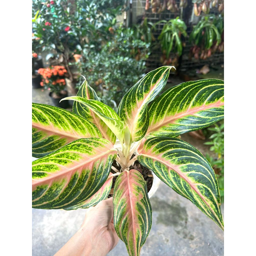 Aglaonema Golden Fluorite, Chinese Evergreen Golden Fluorite, Aglaonema,  Indoor Plant | Shopee Singapore
