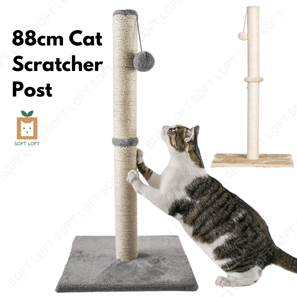 Cat scratching post singapore hotsell