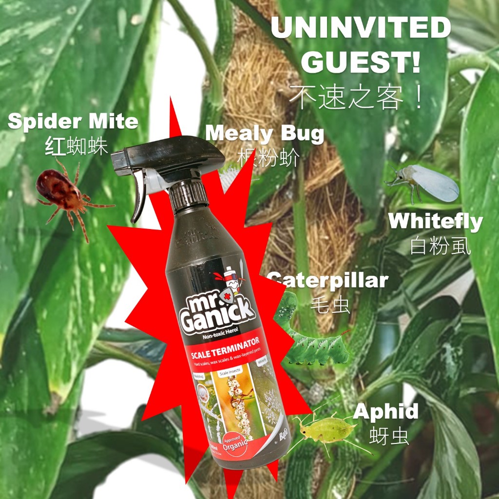 ֍SG֎ MR GANICK Dr Neem Scale Terminator Houseplants Insecticide ...