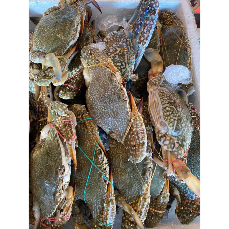 fresh flower crab 1kg | Shopee Singapore