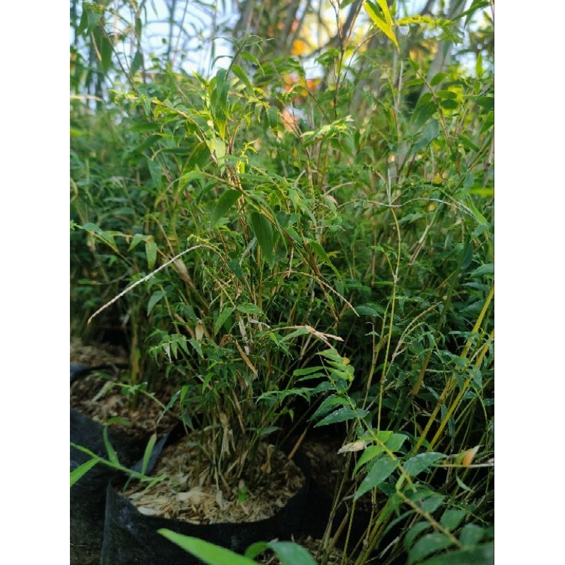 Bamboo Mini Micro: Sustainable Zen Garden Delight! | Shopee Singapore