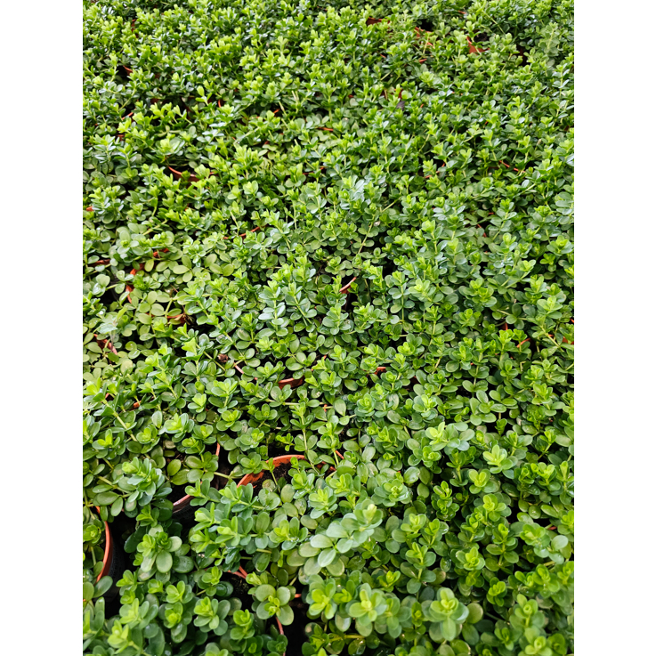 Peperomia Deppeana Rondo Romana Indoor House Home Potted Plant ...